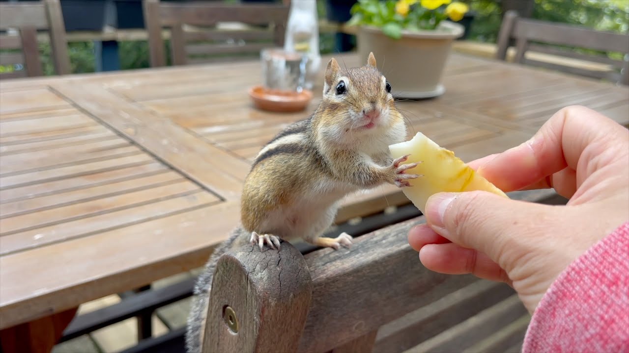 무더위에 행동이 이상한 블루제이
