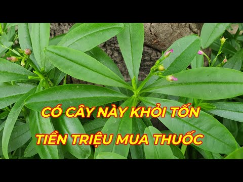 CÂY SÂM ĐẤT - Trị Tiểu đường, cao huyết áp,xương khớp, bồi bổ cơ thể, thanh nhiệt giải độc gan...