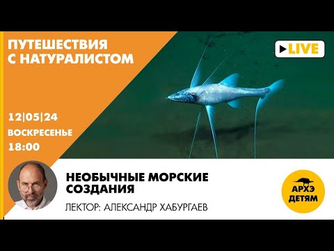 Видео: Занятие "Необычные морские создания" рубрики "Путешествия с натуралистом" с Александром Хабургаевым