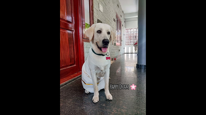 Cookie the labrador celebrating Onam with onasadhya 🌸❤️