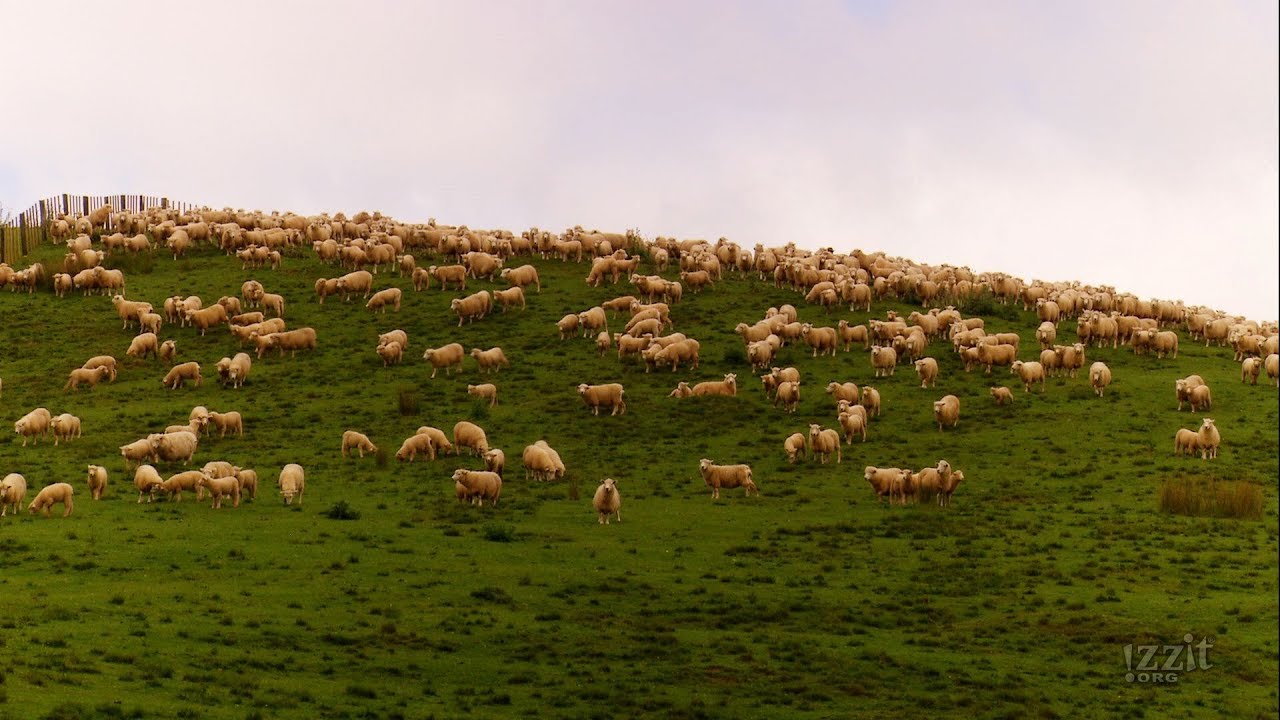 No More Skinny Sheep Main Preview YouTube