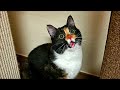 Окрасы кошек, в реальность которых сложно поверить #смешно  #окрас #юмор #кошки