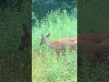 ChatGPT found me this hunting spot... #chatgpt #hunting #deerseason