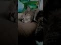 ...жарко кошечке #cat