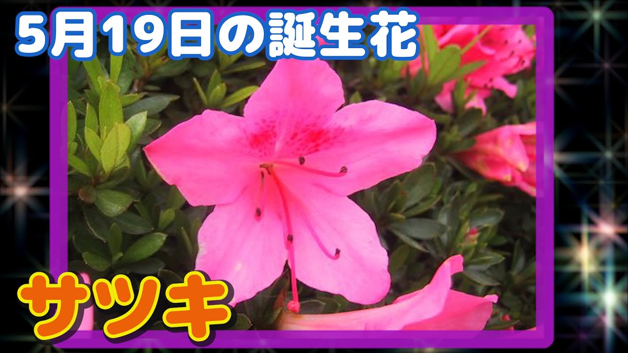 5月19日の誕生花 サツキ どんな花 あなたに送る花言葉は Youtube