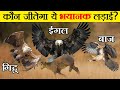 क्या होगा जब लड़ेंगे आसमान के 3 महादानव | Eagle vs Hawk vs Vulture Fight | कौन है सबसे खतरनाक?
