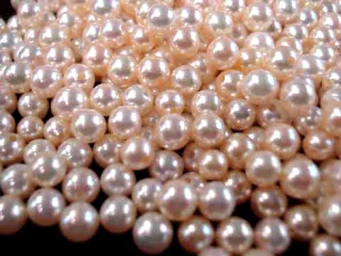 Japanese Akoya fine GOLD color Pearls