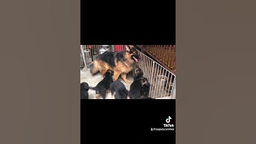 Em mặc bộ quân phục cùng cun yêu các bác ủng hội e nhé 0332727/305 0942603388