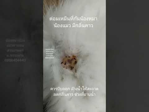 วิธีบีบต่อมเหม็นให้กับสุนัขและแมว บีบต่อมเหม็นเองได้ง่ายๆดังนี้