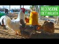 La MIGLIORE MANGIATOIA per galline: un mese dopo