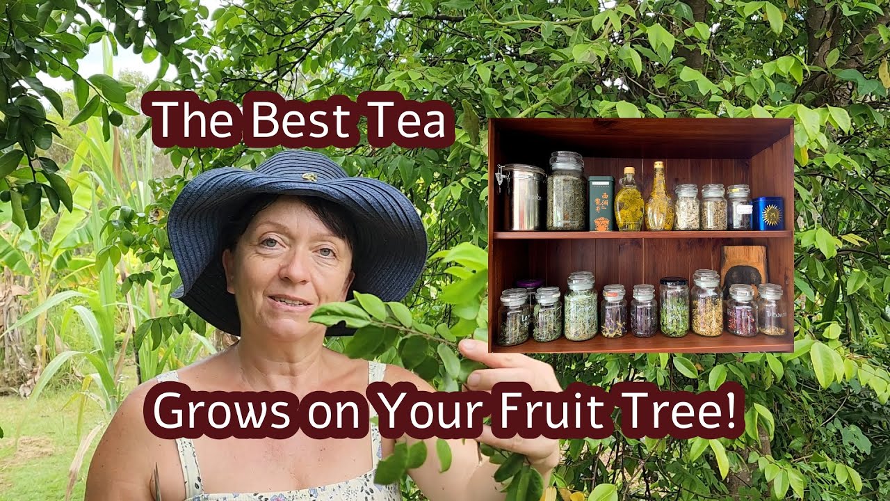 Turn Your Fruit Tree Leaves into Tasty, Healthy Tea – Here’s How! # ...