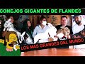 Los CONEJOS mas GRANDES del MUNDO gigantes de Flandes