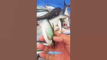 #Shorts / Câu cá dứa cá xác sọc ba sa quá phê miền tây sông nước #KiềmRapper