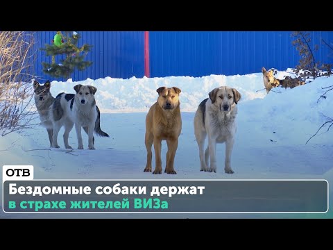 Сколько еще людей пострадает от хищников? Бездомные собаки держат в страхе целый квартал