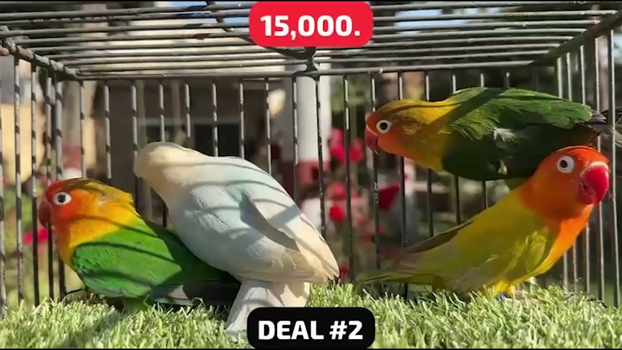 10 Top Quality Breeder Pairs of Parblue Opaline Dillute Opaline and Pale Fallows by Naveed Sheikh