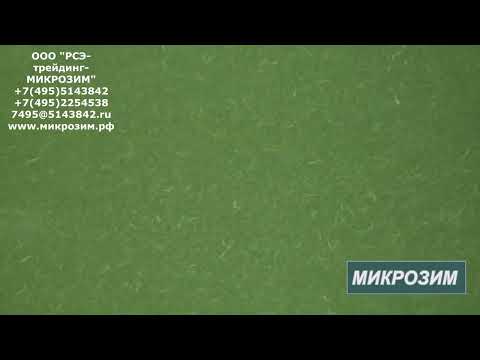 Сине зеленые водоросли наступают на водоемы России. Эко решения.