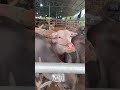 #소 #感動の館 #和牛
