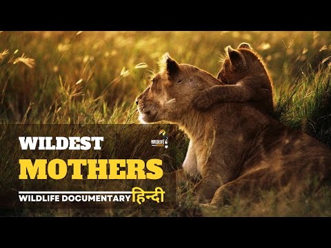 Wildest Mothers - हिन्दी डॉक्यूमेंट्री, Africa | Wildlife documentary in Hindi