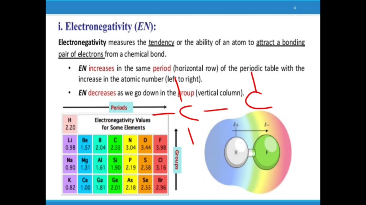 شرح اورجانك كليه صيدله جامعه الرياده التفاصيل الاشتراك 01024584524