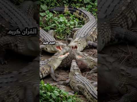 Surah Al Imran By Egzonibrahimi Beautiful Quran Recitation Hub Of Bayan