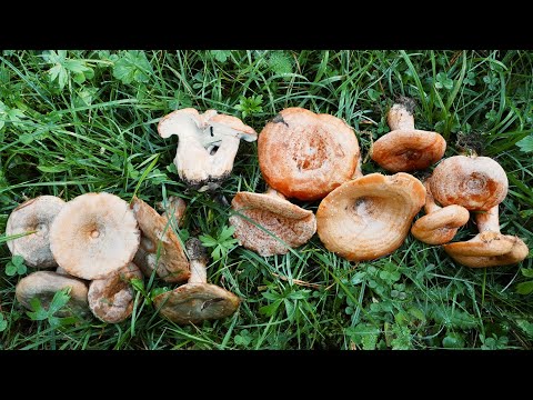 Real, similar and inedible saffron milk caps
