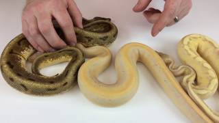 Ball Pythons for sale Spring 2017 Net Worth