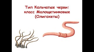 Тип Кольчатые черви: класс Малощетинковые (Олигохеты)