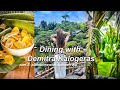 DINING WITH DEMITRA KALOGERAS | Plantains with Spinach dip 🍌🥗