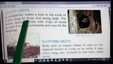 TCS III Bird A Flying Wonder Science