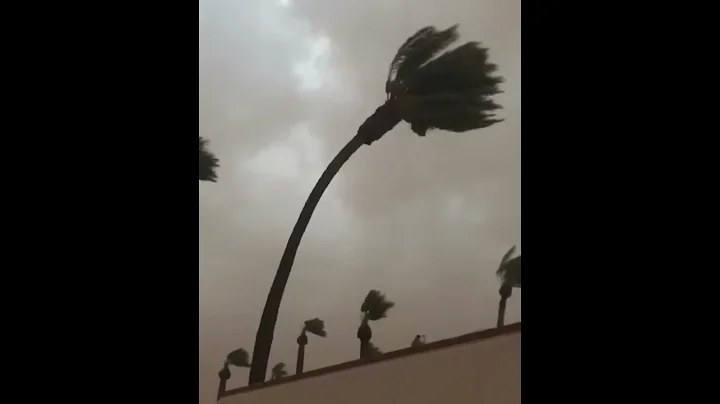 Impressive !!! Palm Tree snapped and fell over apartments. - DayDayNews