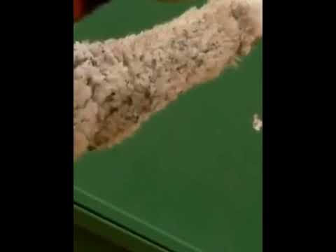 إكتشاف أنزيم في اليابان يستخدم من أجل نزع صوف الأغنام بدلا من قصه 2022