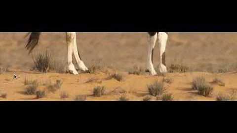 Animated Heat Distortion Effects with WebGL: Depth animation