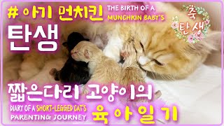 Birth of a Kitten!! Shortlegged Munchkin Cat's Parenting Story'