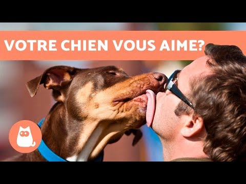 10 signes qui montrent que votre chien vous aime