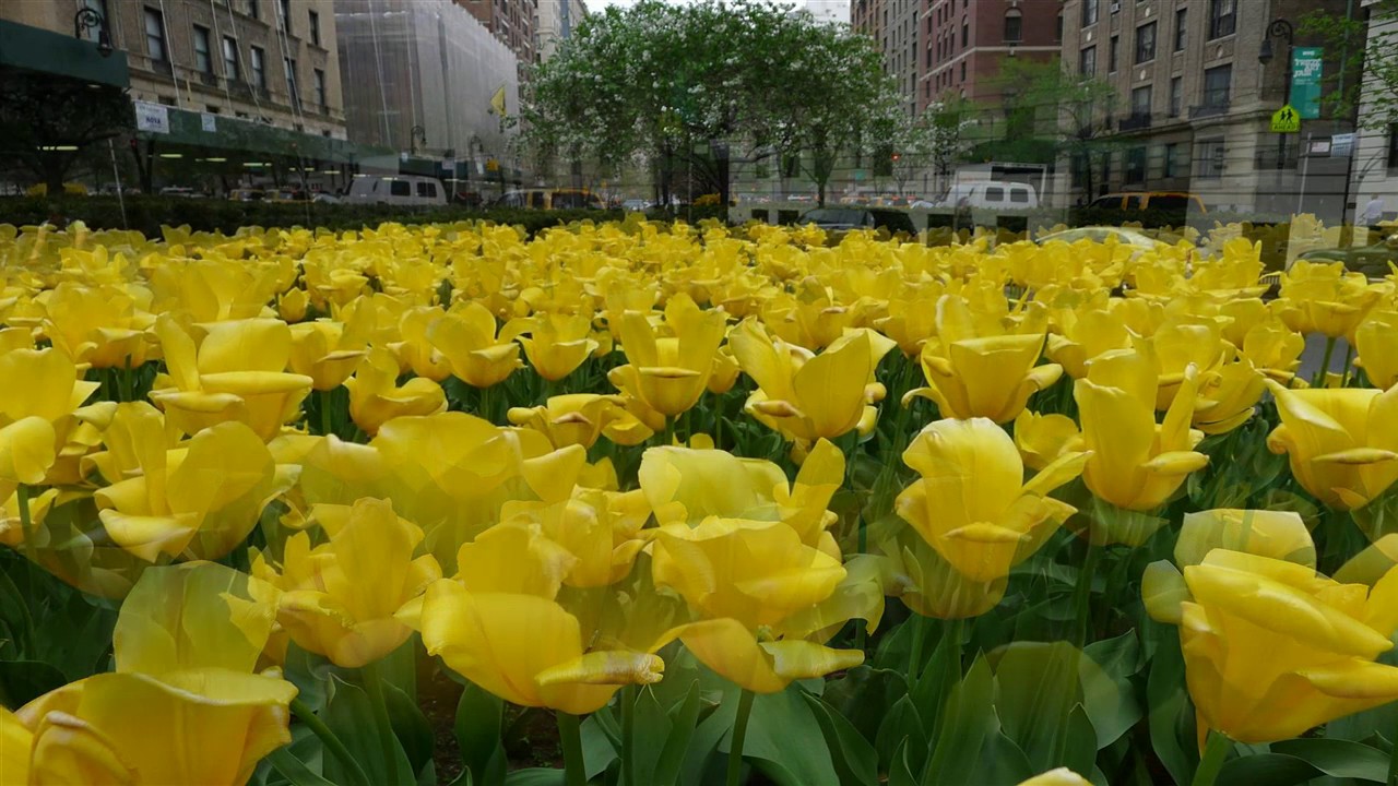 Tulips in New York 2016 YouTube