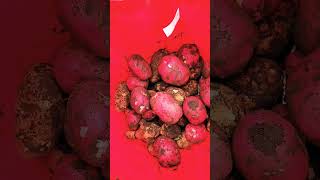 Harvesting Potatoes In Nenana