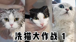 A great challenge of taking shower for 5 cats! | SanHua Cat Live