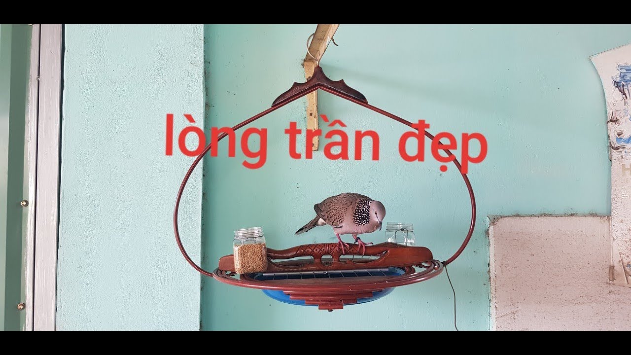 LÒNG TRẦN CU GÁY MẪU 03 THAILAND | 0944445089-0966407822