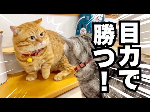 パンチが届かないぽちゃくんは『目力』で制する! #猫 #マンチカン