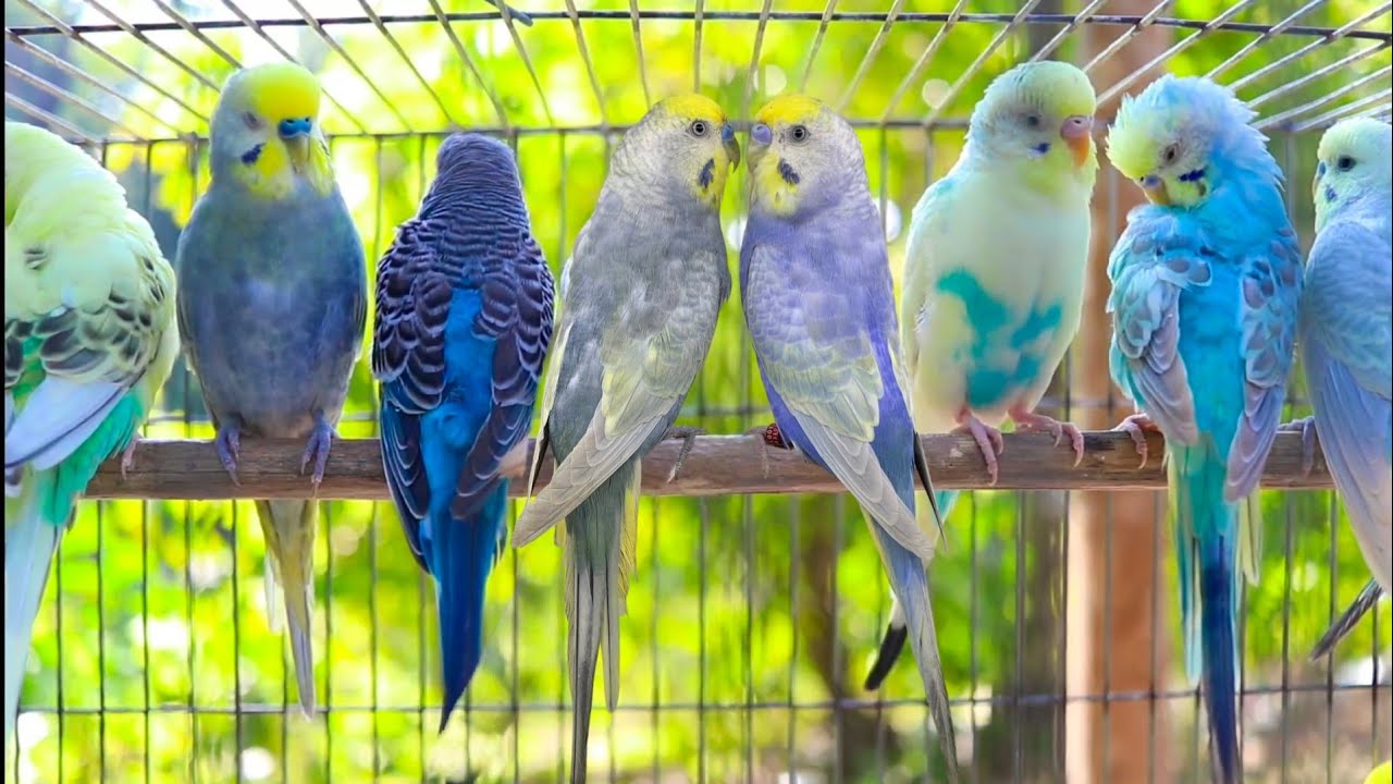 Cute Pet Budgies Chirping, 7 Hr Nature Parakeets Bird Sound to Reduce Stress