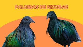 Viviendo en un Zoo: Palomas de Nicobar | Santillana del Mar
