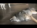 Wolf Is Floor-Walrus