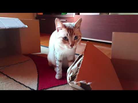 Quando arriva un pacco ed hai un gatto