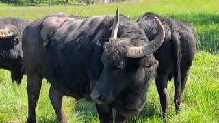 Asian Water Buffalo