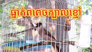 ធនកពពចកបលខម - Sooty-Headed Bulbul