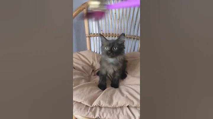 Video 11697771: cats kitten cutecat catlovers, cats catlover kitten cute, cat kitten persia