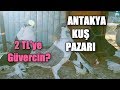 ANTAKYA KUŞ PAZARI: 2 TL'ye GÜVERCİN OLUR MU?