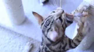Bengal Kitten ORION Growls and Plays Tug of War (FULL HD)
