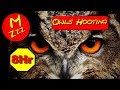 Owls Hooting 8 Hours - ASMR of Owls Hooting - Spend the Night with Owls Hooting - Royalty Free