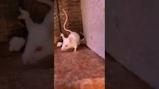 RATS anti-climb SOLUTION!! Profile